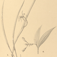 62. I.BRASSAVOLA revoluta. — II. SOBRALIA Rodriguesii.