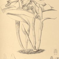 64. LAELIA amanda.