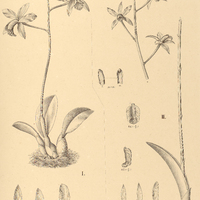 65. LAELIA I. longipes, II. caulescens.