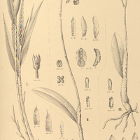 66. I. ELLEANTHUS crinipes, II. LAELIA flava, III. rupestris.