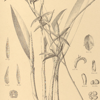 67. LAELIA cinnabarina.