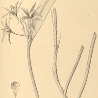 68. LAELIA harpophylla.