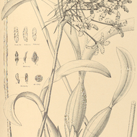 69. SCHOMBURGKIA crispa.