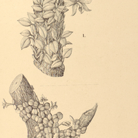 70. SOPHRONITIS I. Wittigiana, II. rupestos.
