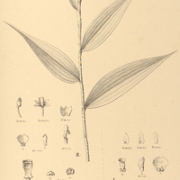 72. ELLEANTHUS I. Brasiliensis, II. — var. Hookerianus.