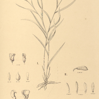 73. I. ELLEANTHUS graminifolius. — II. SOBRALIA pubesceus.