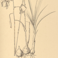 74. BLETIA Rodriguesii.