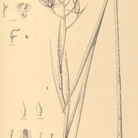 75. I. CYANAEORCHIS Arundinae, II. CYRTOPODIUM Yauaperyense.