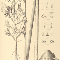 76. CYRTOPERA longifolia.