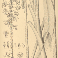 77. CYRTOPERA longifolia var. Amazonica.
