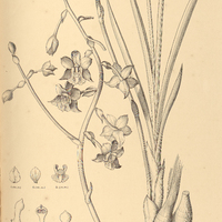 78. CYRTOPODIUM Brandonianum.