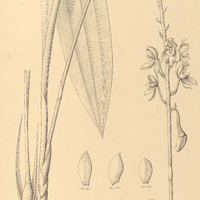 79. CYRTOPODIUM eburneum.