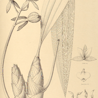82. MORMODES tigrinum.