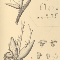 83. I. MORMODES roseum, II. LYCOMORMIUM Serronianum.