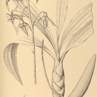 84. CATASETUM Gnomus ?.