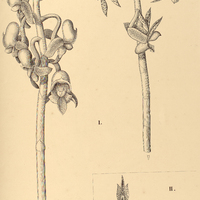 85. CATASETUM I. Gnomus ( ? et ?), II. rivularium.