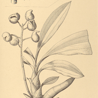 86. CATASETUM I. Hookeri var. labiatum, II. cernuum var. umbrosum.