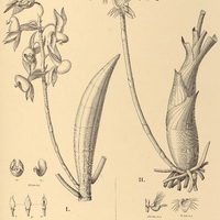 87. CATASETUM I. Lemosii, II. ciliatum.