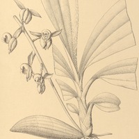 88. CATASETUM albovirens.