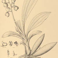 89. CATASETUM micranthum.