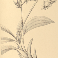 90. CATASETUM discolor.
