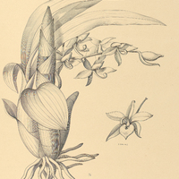 91. CYCNOCHES Haagei.