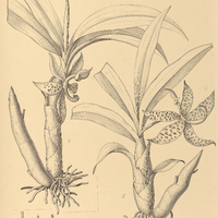 92. CYCNOCHES pentadactylon, ?et?.