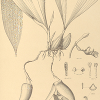 93. PAPHINIA grandiflora.
