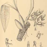 94. BATEMANIA I. Colleyi, II. Yauaperyensis.