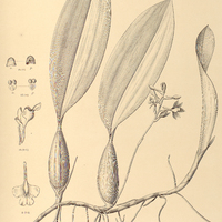 95. BIFRENARIA sabulosa.
