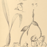 98. CORYANTHES biflora.