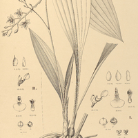 99. PARADISANTHUS I. Paranaensis, II. Mosenii.