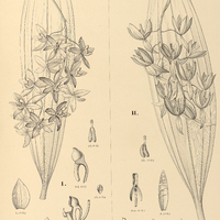 102. CIRRHAEA I. saccata, II. Loddigesii.