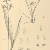 103. KOELLENSTEINIA I. tricolor, II. graminea.