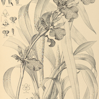 104. ZYGOPETALUM Mackayi.