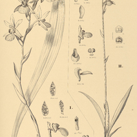 105. ZYGOPETALUM I. maxillare, II. Sellowii.