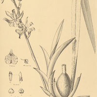 106. ZYGOPETALUM triste.