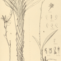 107. ZYGOPETALUM I. Mosenianum, II. microphytum.