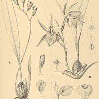 108. I. BIFRENARIA vitellina, II. ZYGOPETALUM rostratum.