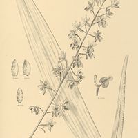 109. ERIOPSIS Sprucei.