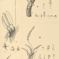 110. BULBOPHYLLUM Latropurpureum, II. micranthum, III. rupicolum.