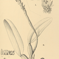 111. BULBOPHYLLUM I. macroceras, II. mentosum.