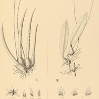 112. BULBOPHYLLUM I. insectiferum, II. micropetalum.