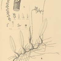 113. BULBOPHYLLUM I. epiphytum, II. glutinosum.
