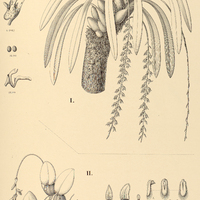114. BULBOPHYLLUM I. punctatum, II. barbatum.