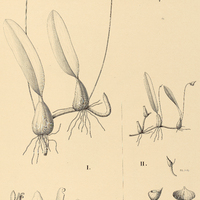 115. BULBOPHYLLUM I. granulosum, II. monosepalum.