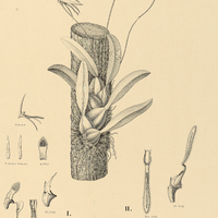 116. BULBOPHYLLUM I. laciniatum, II.var. Janeirense.