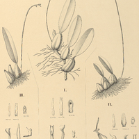 117. BULBOPHYLLUM I. nemorosum, II. ochraceum, III. quadricolor.