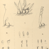 118. BULBOPHYLLUM I. plumosum, II. bidentatum, III. Cantagallense.