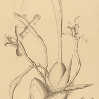 1. MAXILLARIA multiflora.
